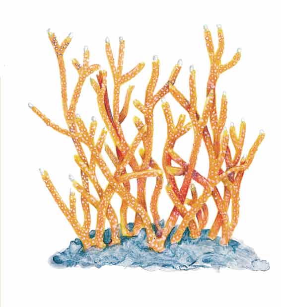 Coral cacho de venado