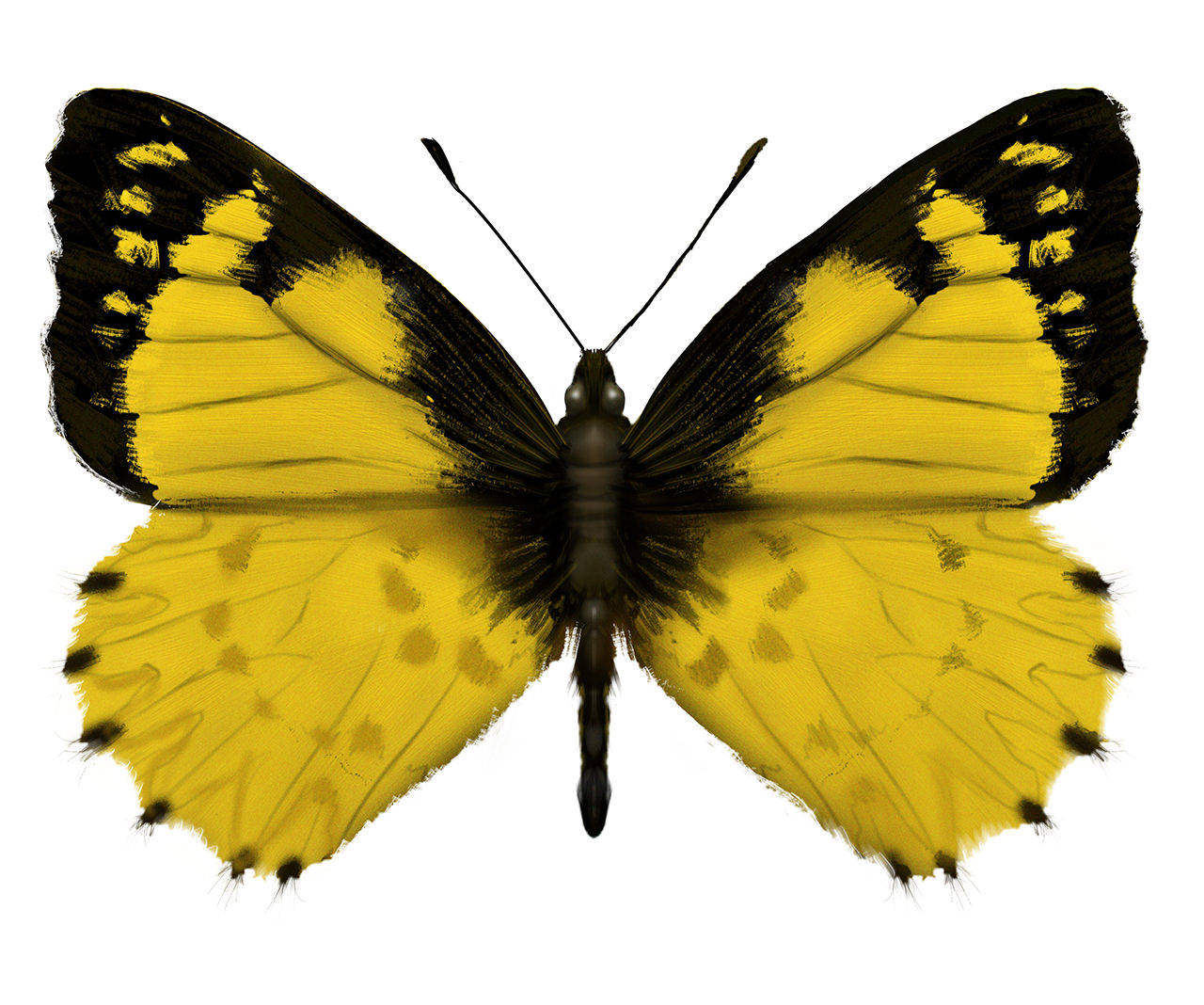 Mariposa aurinegra del Tamá