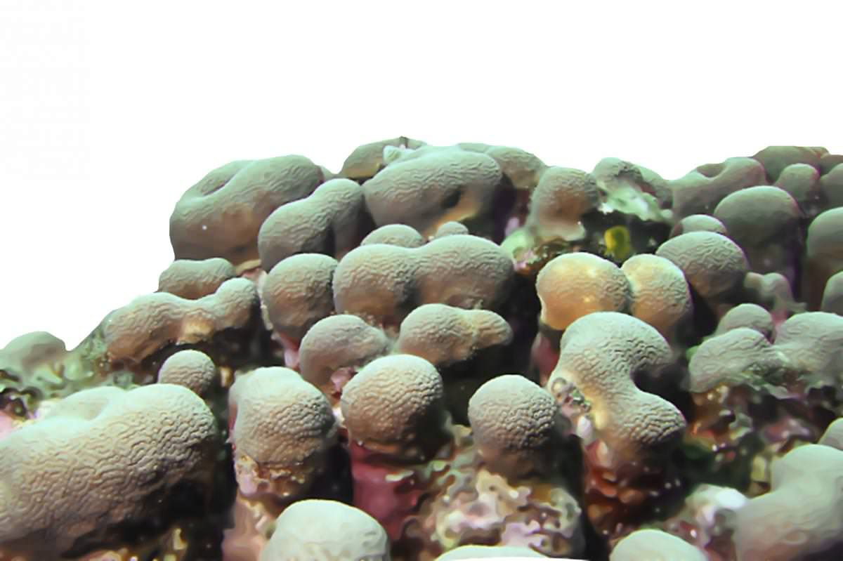 Coral pilar estrella