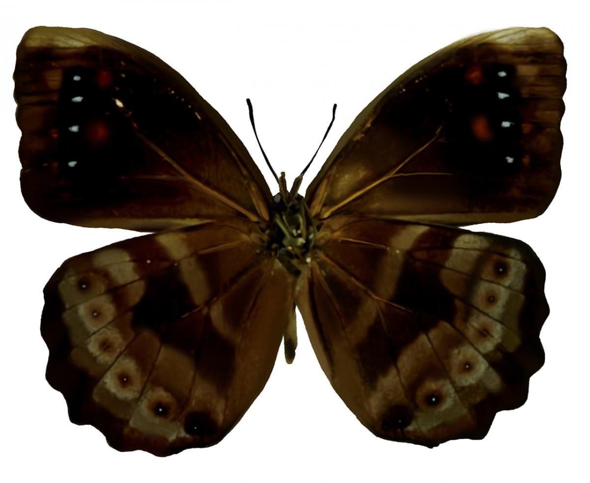 Mariposa oscura mayor