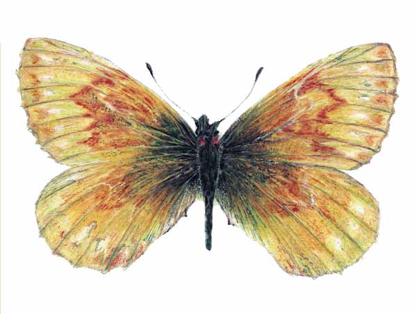 Mariposa braquíptera de Bordón