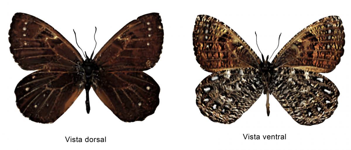 Mariposa paramera centenaria