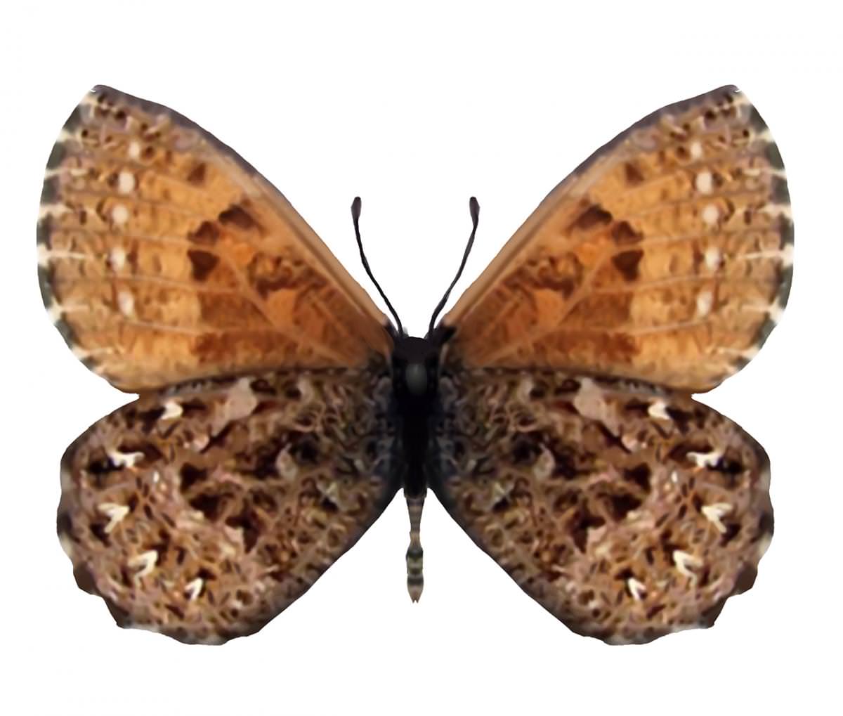 Mariposa braquíptera de la Culata