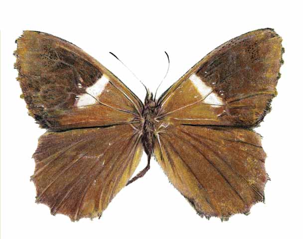 Mariposa marrón de Albarregas